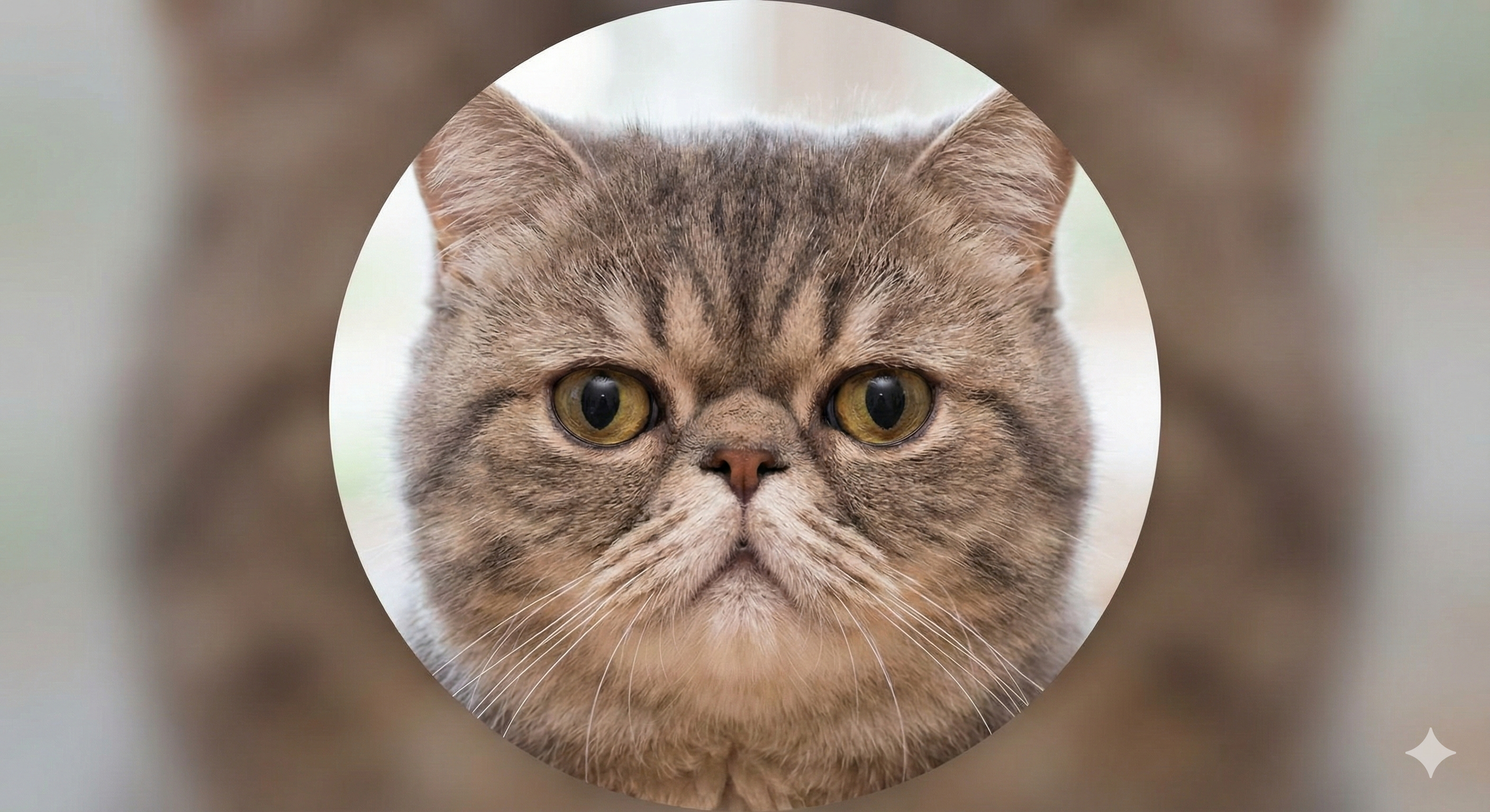 エキゾチックショートヘア